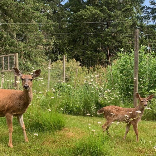 99 Garner Rd, Salt Spring, BC 
