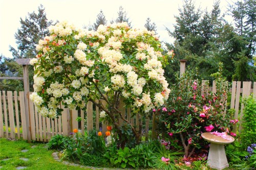 6246 Lower Chippewa Rd, Duncan, BC 