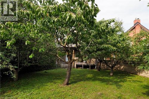 Expansive green lawn with mature trees - 205 Duke Street E, Kitchener, ON - Outdoor