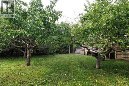 Expansive rear yard featuring mature trees and a sloped lawn - 205 Duke Street E, Kitchener, ON - Outdoor