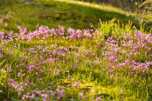 4836 Spring Rd, Saanich, BC 