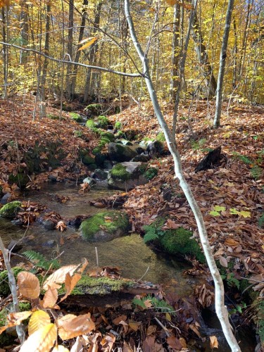 Lot - Ch. Burns, Harrington, QC 