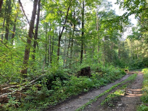 Lot - Ch. Burns, Harrington, QC 