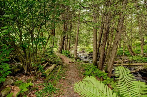 Boisé - 695 Ch. De Stanstead, Ogden, QC 