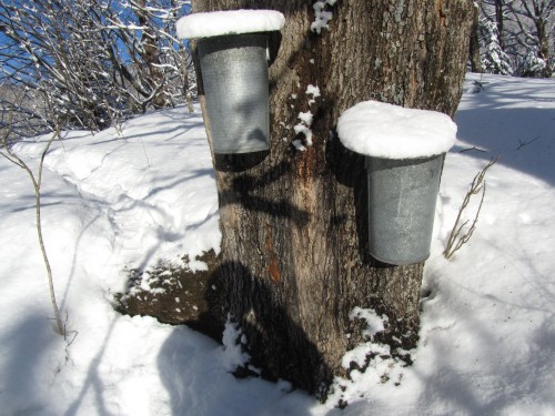 Cour - 521 Mtée Major, Boileau, QC - Outdoor