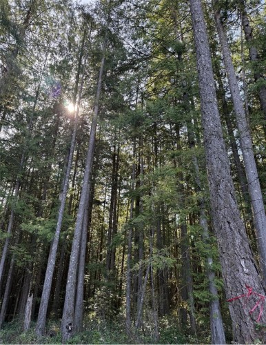 Lot B* Anderson Ave, Bowser, BC 