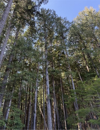 Lot B* Anderson Ave, Bowser, BC 