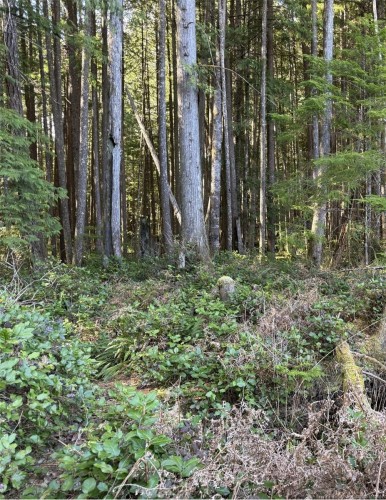 Lot B* Anderson Ave, Bowser, BC 