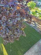 back yard - 
