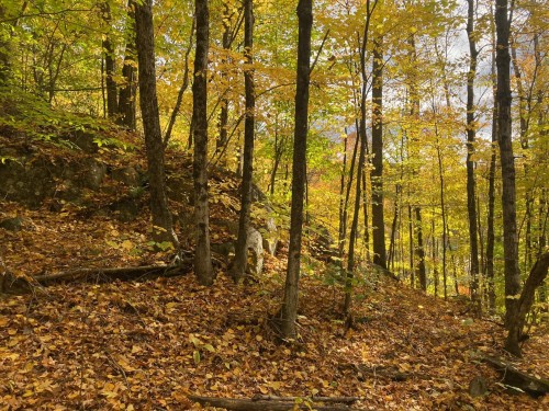 Boisé - 122 Mtée Robinson, Saint-Sixte, QC 