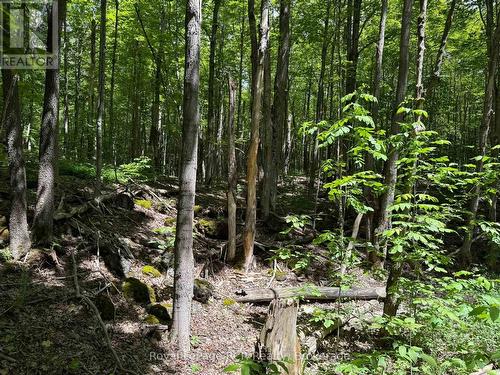 Lot 53/54 West Back Line, Chatsworth, ON 