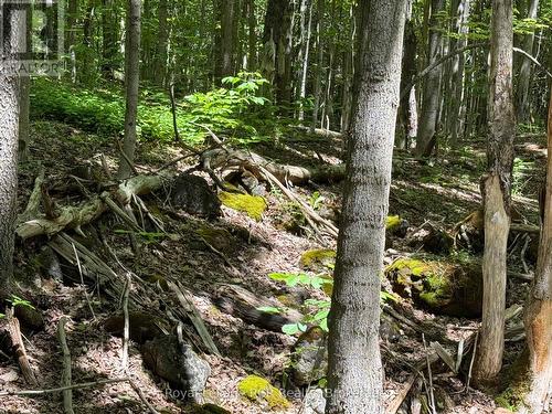 Lot 53/54 West Back Line, Chatsworth, ON 
