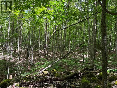 Lot 53/54 West Back Line, Chatsworth, ON 