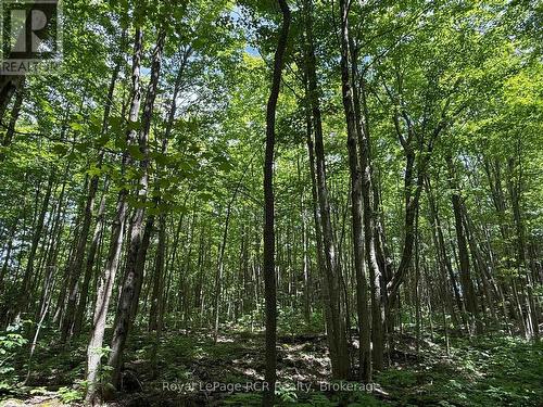 Lot 53/54 West Back Line, Chatsworth, ON 
