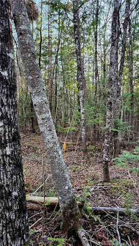 Lot 88-72 Willow St, Beardsley, NB 