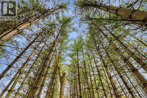 4620 Sideroad 20 N Road, Puslinch, ON - Outdoor