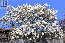 Mature tree featuring abundant white blossoms - 