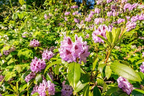 965 Balmoral Rd, Comox, BC 