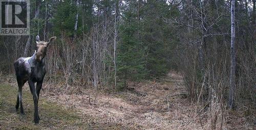 111 Memory Lane, Chisholm, ON 