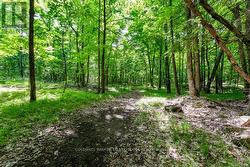 Walking trails through the woods - 