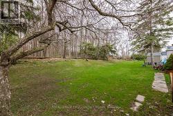 Back yard - 