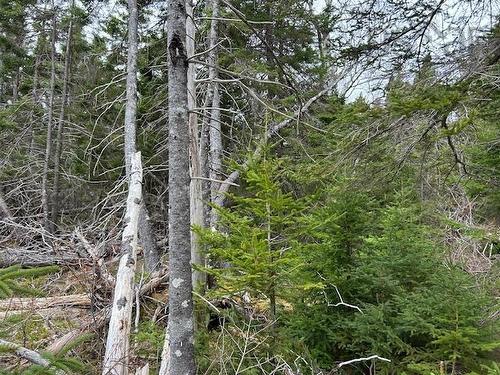 Cabot Trail, Indian Brook, NS 