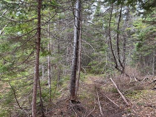 Cabot Trail, Indian Brook, NS 