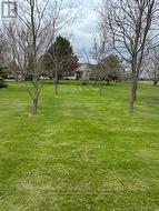 Front lawn before trees had leaves - 