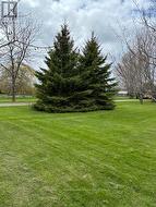 Mature trees in front lawn - 