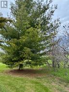 Mature trees - 