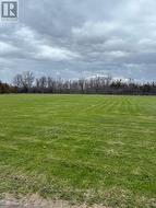 Back yard - 