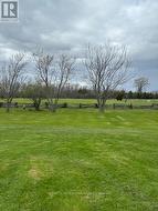 Back yard - 