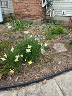 Flower garden - 