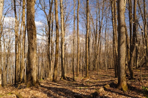 Terre/Terrain - 79 Ch. Mayer, Potton, QC - Outdoor With View