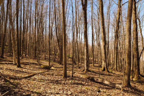 Terre/Terrain - 79 Ch. Mayer, Potton, QC - Outdoor With View