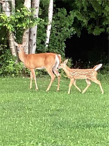 162 15Th Sideroad E, Tehkummah, Manitoulin Island, ON - Outdoor