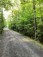 Treed Laneway to Home - 