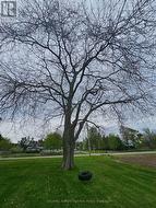 Tire swing - 