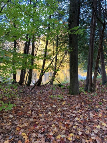 Lot - Rue Des Cèdres, Bedford - Canton, QC 