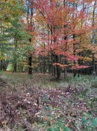Terre/Terrain - 