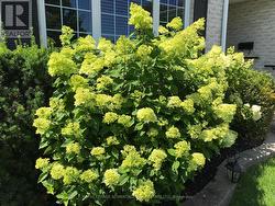 Summer View of Front Garden ... - 