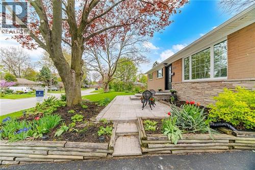 Front exterior featuring brick and stacked stone siding, a paver patio, established landscaping with mature trees, a multi-pane picture window, and a dark entry door - 1376 Royal Drive, Burlington, ON - Outdoor
