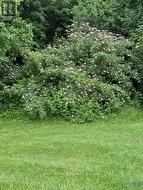 Stunning rose bush - 