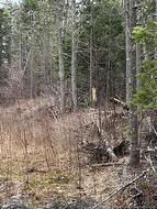 land Route 515 Saint-Paul, NB E4T 3T5