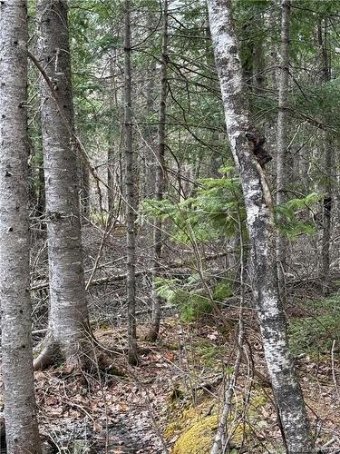 Land Route 515, Saint-Paul, NB 