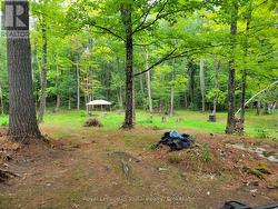 Rear Yard - 