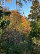 Mature trees showcasing vibrant autumn foliage - 