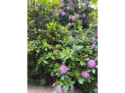815 Baker Street, Nelson, BC - Outdoor
