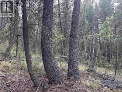 550 DOG CREEK ROAD Williams Lake, BC V2G 3P9