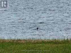 Listen to Loon calls in the mornings - 